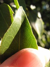              Margin (Winter Haven, FL)       