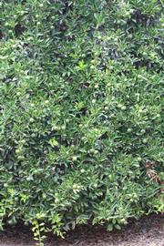              Habit (Riverside, CA)       