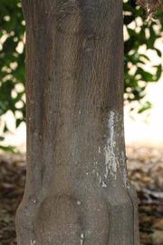              Bark (Riverside, CA)       