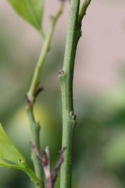              First year twig (Riverside, CA)       