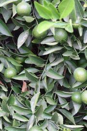              Sun leaves (Riverside, CA)       