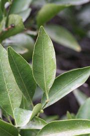              Unifoliolate leaf (Riverside, CA)       