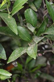              Shade leaves (Riverside, CA)       