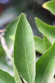              Margin (Riverside, CA)       