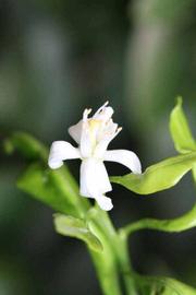              Flower (Riverside, CA)       