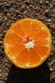              Fruit cross-section (Riverside, CA)       