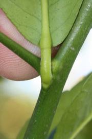              Petiole (Riverside, CA)       