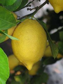            Fruit (Riverside, CA)   