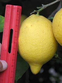            Fruit of  Citrus    limon           (Seedless Lisbon, Riverside, CA)   