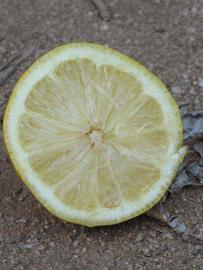            Fruit cross-section (Riverside, CA)   