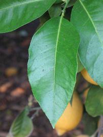              Unifoliolate leaf (Riverside, CA)       