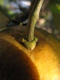            Fruit (Winter Haven, FL)   