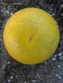            Fruit (Winter Haven, FL)   