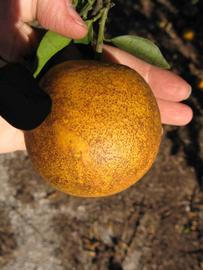            Fruit (Winter Haven, FL)   