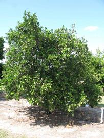            Habit (Winter Haven, FL)   