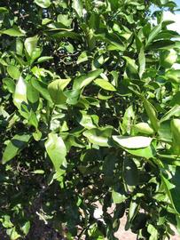              Sun leaves (Winter Haven, FL)       