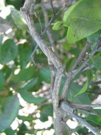              Second - third year twig (Winter Haven, FL)       