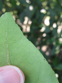              Margin (Winter Haven, FL)       