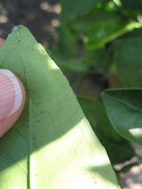              Margin (Winter Haven, FL)       