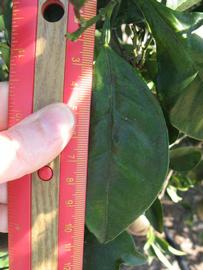              Unifoliolate leaf (Winter Haven, FL)       