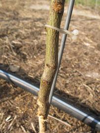              Bark (Winter Haven, FL)       