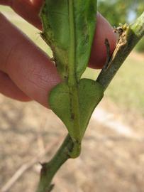              Petiole (Winter Haven, FL)       