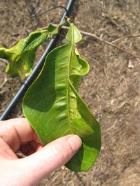              Unifoliolate leaf (Winter Haven, FL)       