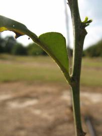              Petiole (Winter Haven, FL)       