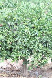            Habit (Riverside, CA)   