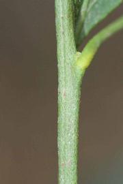            First year twig (Riverside, CA)   