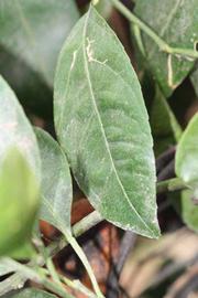              Unifoliolate leaf (Riverside, CA)       