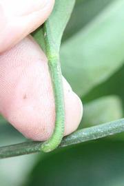              Petiole (Riverside, CA)       