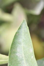              Margin (Riverside, CA)       