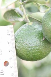            Immature fruit (Riverside, CA)   