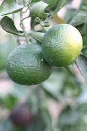            Immature fruit (Riverside, CA)   