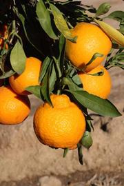            Fruit (Riverside, CA)   