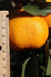            Fruit (Riverside, CA)   