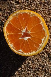            Fruit cross-section (Riverside, CA)   