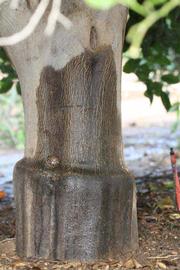            Bark (Riverside, CA)   