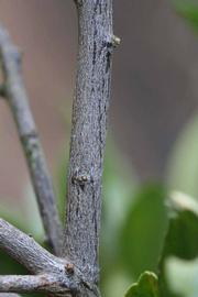              Second - third year twig (Riverside, CA)       