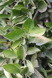              Sun leaves (Riverside, CA)       