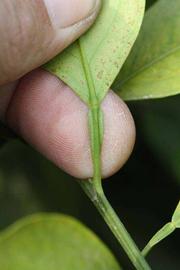              Petiole (Riverside, CA)       