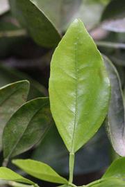              Unifoliolate leaf (Riverside, CA)       