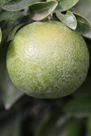            Immature fruit (Riverside, CA)   