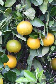            Fruit (Riverside, CA)   