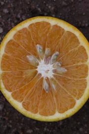            Fruit cross-section (Riverside, CA)   