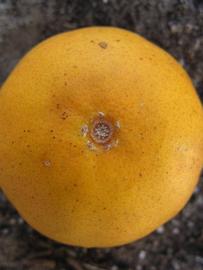            Fruit (Winter Haven, FL)   