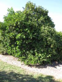            Habit (Winter Haven, FL)   