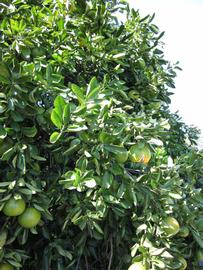              Sun leaves (Winter Haven, FL)       