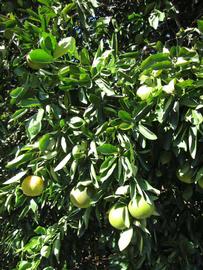              Sun leaves (Winter Haven, FL)       